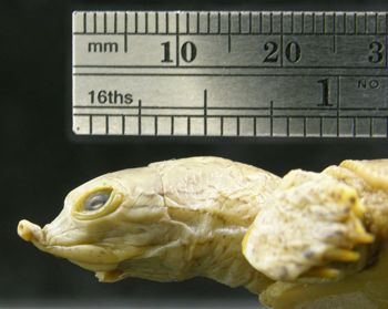 Media type: image; Herpetology R-5758